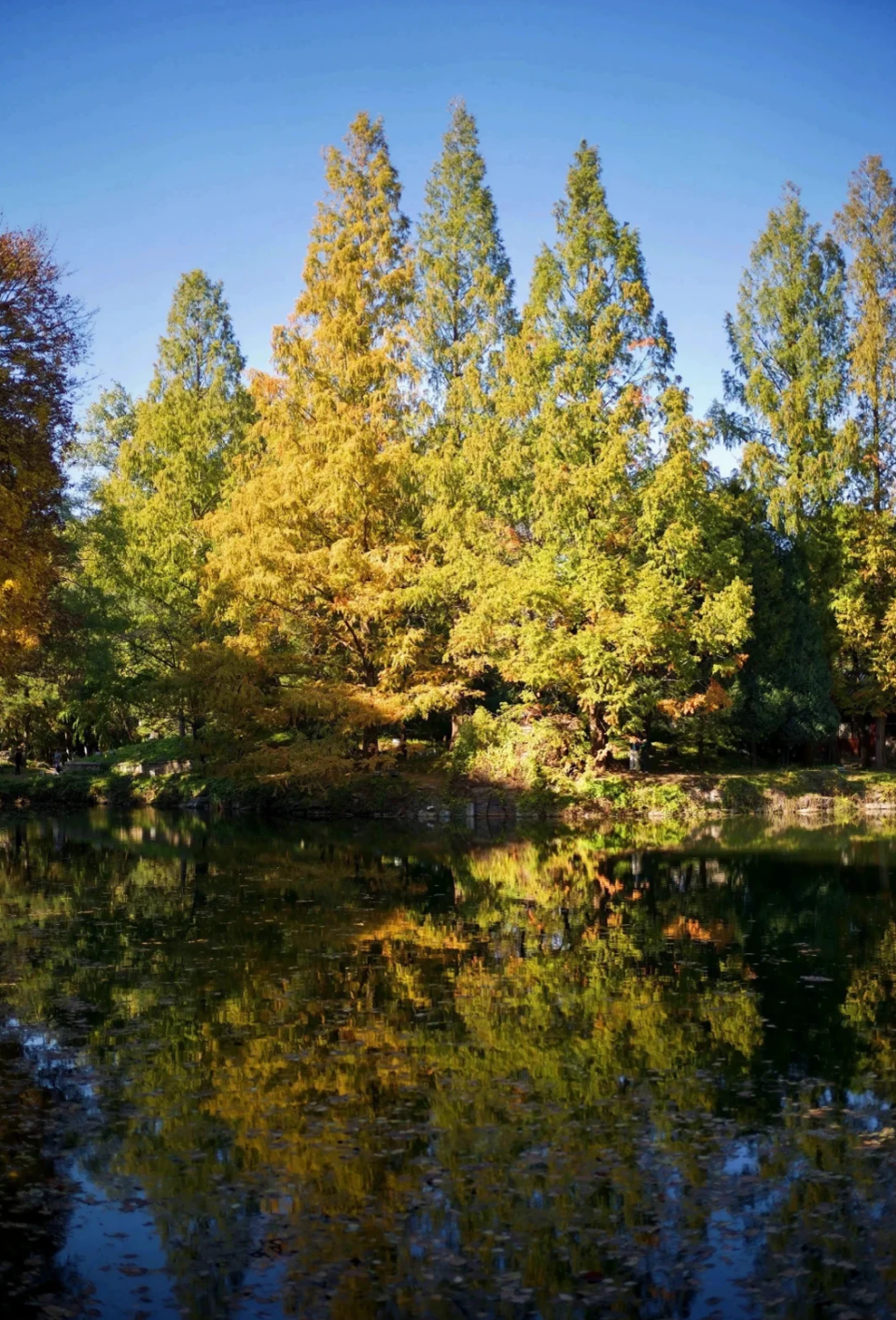北京深秋赏秋攻略：必打卡的9大景点